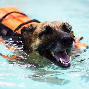 How is our hydrotherapy pool different from the normal swimming pool or the sea?