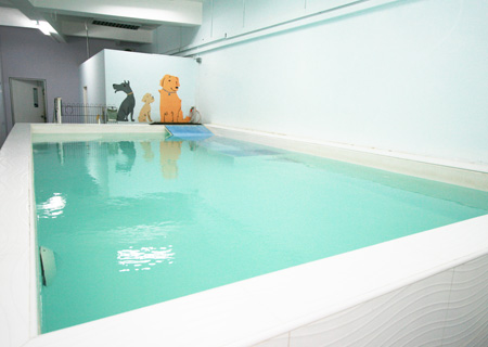 Canine Wellness Facility