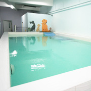 Canine Wellness Facility