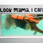 Canine Wellness Facility