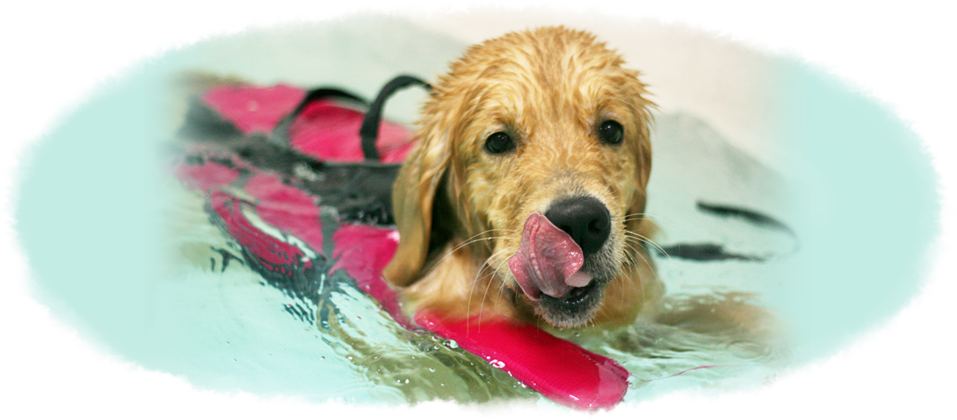Canine Wellness Rehab Centre