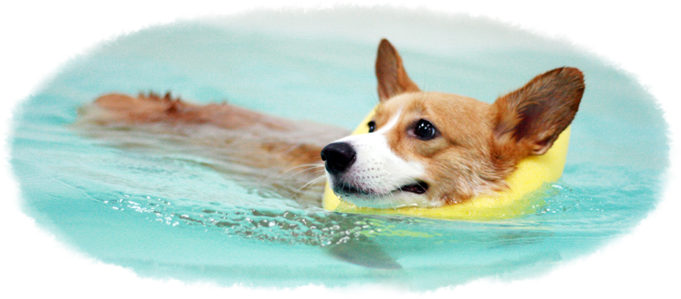 Canine Wellness Rehab Centre