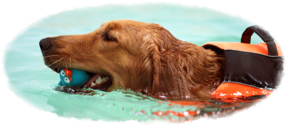 Canine Wellness Rehab Centre