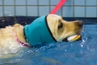 Dog Ear Protectors