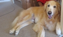 Gus