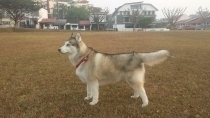 Ricco